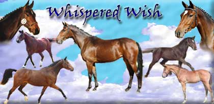 Whispered Wish Warmbloods